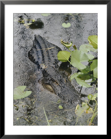 A Close-Up Of An American Alligator That Is Partially Submerged Among Algae And Water Lilies by Joseph H. Bailey Pricing Limited Edition Print image