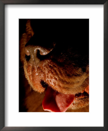 A Close View Of A Dog Panting by Heather Perry Pricing Limited Edition Print image