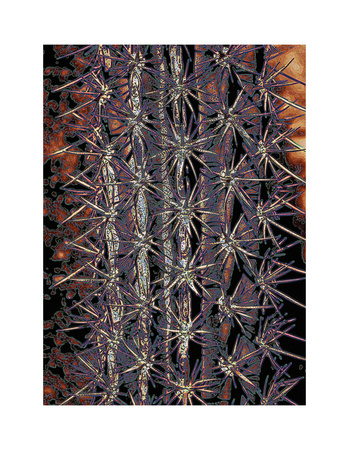 Spines, Baja by Chip Scarborough Pricing Limited Edition Print image