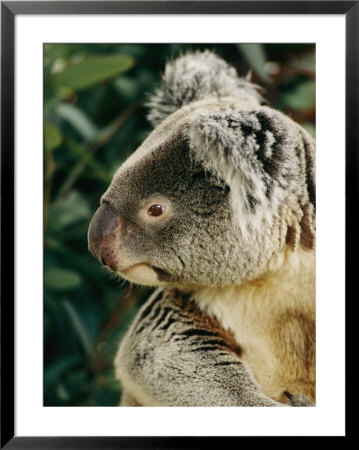 A Captive Northern Koala Bear In Its Rainforest Habitat by Roy Toft Pricing Limited Edition Print image