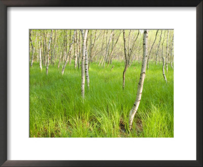 Paper Birch Trees On The Edge Of Great Meadow, Near Sieur De Monts Spring, Acadia National Park by Jerry & Marcy Monkman Pricing Limited Edition Print image