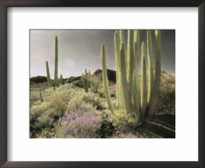 Wildflowers Bloom Among Cactus In A Desert Landscape by Annie Griffiths Belt Pricing Limited Edition Print image