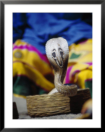 Cobra, Cochin, India by Peter Langone Pricing Limited Edition Print image