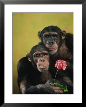Pair Of Chimpanzee Holding A Flower by Richard Stacks Pricing Limited Edition Print image