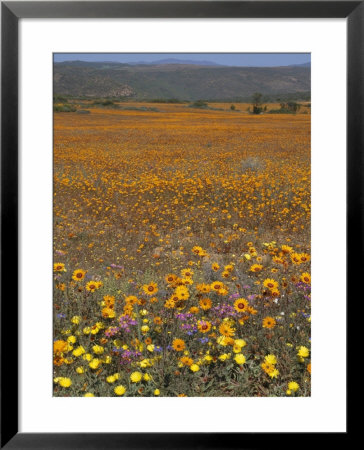Wild Flowers In Spring, Namaqaland Hills, Cape Province, South Africa by Anthony Waltham Pricing Limited Edition Print image