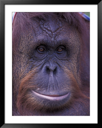 Orangutan Portrait, Borneo, Panama by Gavriel Jecan Pricing Limited Edition Print image