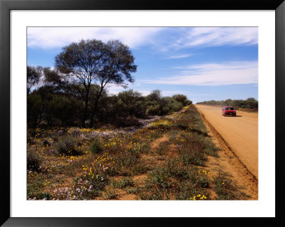 Native Flora By Outback Road At Mt. Magnet, Australia by Diana Mayfield Pricing Limited Edition Print image