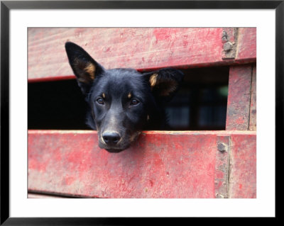 Cattle Dog In Back Of Truck, Victoria, Australia by Phil Weymouth Pricing Limited Edition Print image