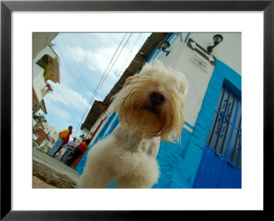Dog In Zona Centro, Puerto Vallarta, Mexico by Anthony Plummer Pricing Limited Edition Print image