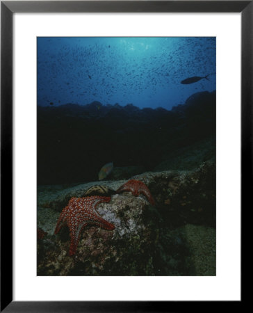 Underwater Scene Of Starfish On Rock by Raul Touzon Pricing Limited Edition Print image