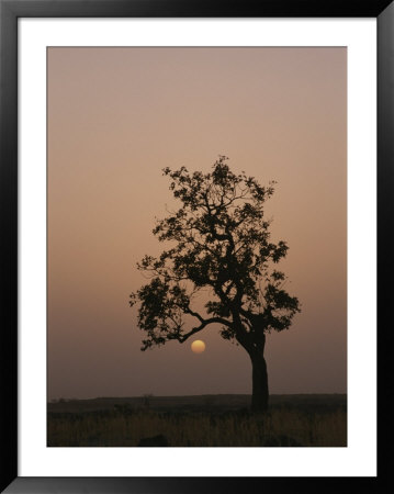 Baobab Tree (Adansonia Digitata) Silhouetted By The African Sunset by Bobby Model Pricing Limited Edition Print image