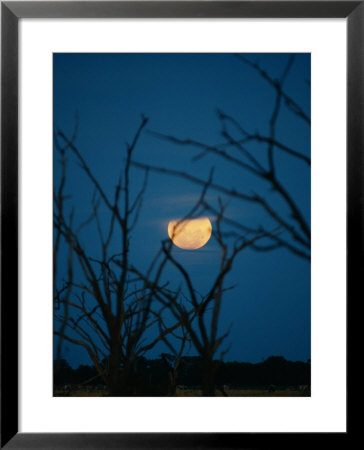 Night View Of Branches Silhouetted Against The Moon by Beverly Joubert Pricing Limited Edition Print image