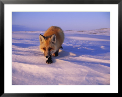 An Arctic Fox by Paul Nicklen Pricing Limited Edition Print image