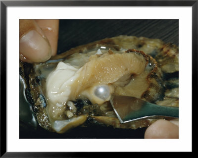 Close-Up View Of A Pearl Inside An Oyster by Luis Marden Pricing Limited Edition Print image