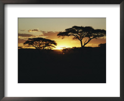 Silhouetted Acacia Trees At Sunset by Kenneth Love Pricing Limited Edition Print image