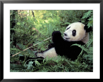 Giant Panda Feeding On Bamboo Leaves by Lynn M. Stone Pricing Limited Edition Print image