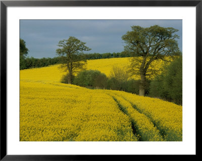 Holstein Farming Area by Sisse Brimberg Pricing Limited Edition Print image