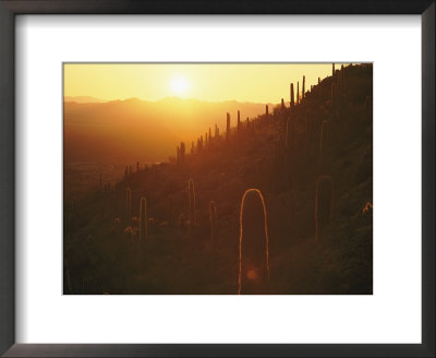 Sunset Over Tucson Mountain State Park by William Allen Pricing Limited Edition Print image