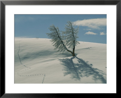 Coyote Tracks Near A Frost-Covered Lodgepole Pine by Tom Murphy Pricing Limited Edition Print image