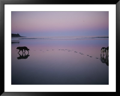 Two Dogs On The Beach At Twilight Walk In Opposite Directions by Joel Sartore Pricing Limited Edition Print image