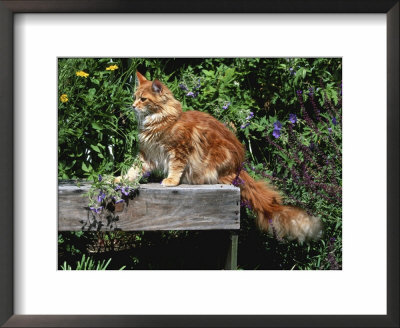 Domestic Cat, Maine Coon Breed, Maine, Usa by Lynn M. Stone Pricing Limited Edition Print image