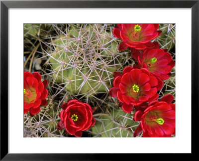 Claret Cup Cactus Flowering On Gooseberry Mesa, Utah, Usa by Chuck Haney Pricing Limited Edition Print image