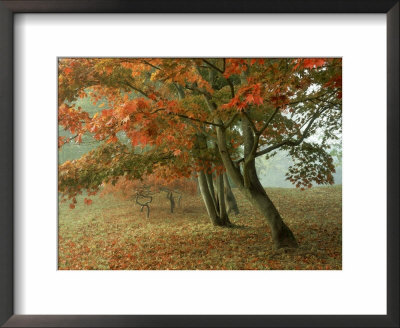 Japanese Maple, November, Uk by Ian West Pricing Limited Edition Print image