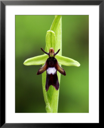Fly Orchid, Close Up Of Flower That Mimics A Fly, Uk by David Clapp Pricing Limited Edition Print image