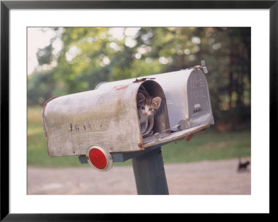 Kitten In Rural Mailbox by Frank Siteman Pricing Limited Edition Print image