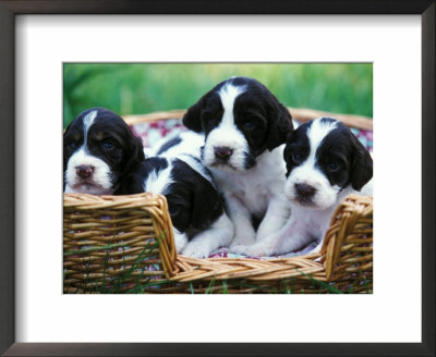 English Springer Spaniel by Adriano Bacchella Pricing Limited Edition Print image