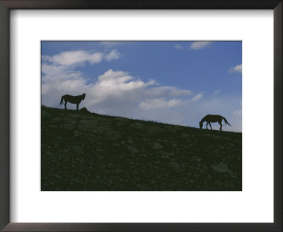 Two Wild Horses Are Silhouetted By The Setting Sun by Raymond Gehman Pricing Limited Edition Print image