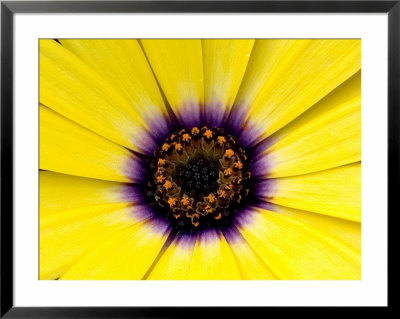 Close View Of Osteospermum Flower In Bloom, Groton, Connecticut by Todd Gipstein Pricing Limited Edition Print image
