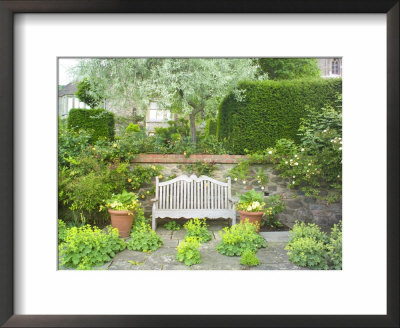 Wooden Bench Below Pyrus Salicifolia With Alchemilla Mollis Growing In The Paving, Worcester by Mark Bolton Pricing Limited Edition Print image