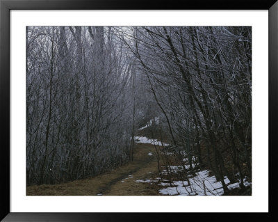 A Winter View Of A Trail In Shenandoah National Park by George F. Mobley Pricing Limited Edition Print image