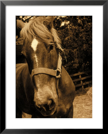 Close-Up Of Horse, Dry Creek Valley, Ca by Jacque Denzer Parker Pricing Limited Edition Print image