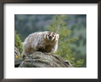 American Badger On Rock by Norbert Rosing Pricing Limited Edition Print image