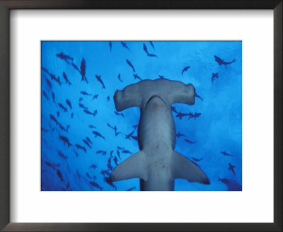 Hammerhead Shark From Below, Galapagos Islands, Ecuador by Stuart Westmoreland Pricing Limited Edition Print image