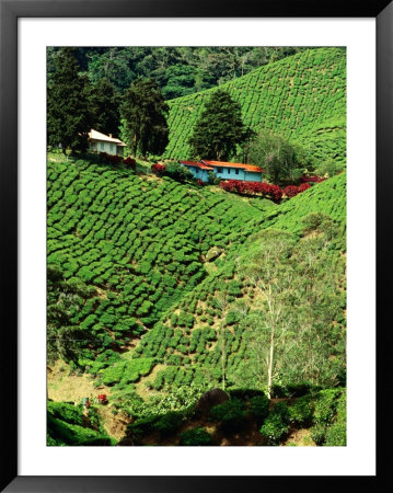 Boh's Sungais Palas Estate Tea Plantation, Cameron Highlands, Perak, Malaysia by Richard I'anson Pricing Limited Edition Print image