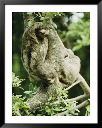 Sloths Cling To A Tree Branch by Steve Winter Pricing Limited Edition Print image
