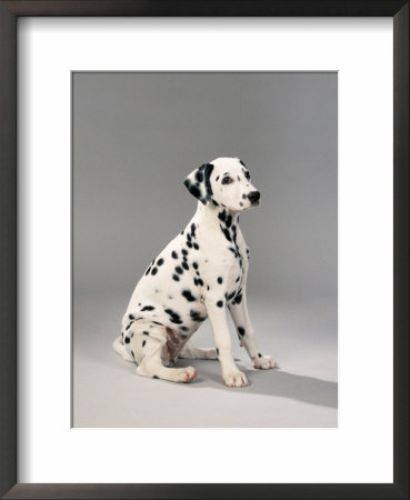 Dalmatian At Rest by Petra Wegner Pricing Limited Edition Print image