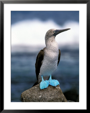 Blue Footed Booby, Galapagos Islands, Ecuador by Gavriel Jecan Pricing Limited Edition Print image