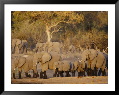 A Herd Of African Elephants Leaving A Waterhole by Beverly Joubert Pricing Limited Edition Print image