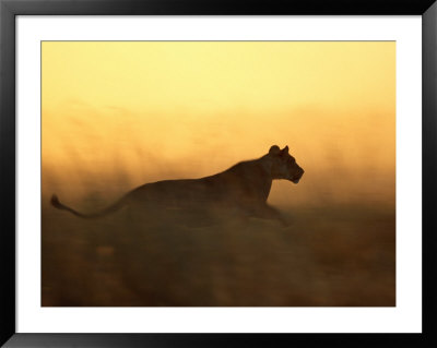 Silhouetted Lioness Running At Twilight by Beverly Joubert Pricing Limited Edition Print image