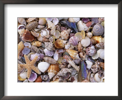 Mixed Sea Shells On Beach, Sarasata, Florida, Usa by Lynn M. Stone Pricing Limited Edition Print image