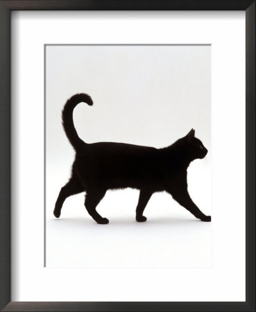Domestic Cat, Black Short-Hair Male, Walking Profile by Jane Burton Pricing Limited Edition Print image