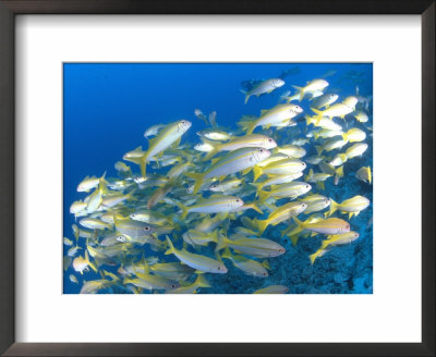 Schooling Bigeye Snappers, Great Barrier Reef, Australia by Jurgen Freund Pricing Limited Edition Print image