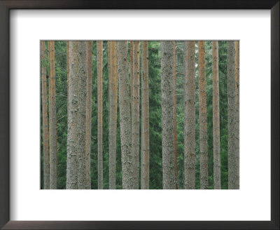 Detail Of Arrow-Straight Evergreen Trunks by Mattias Klum Pricing Limited Edition Print image