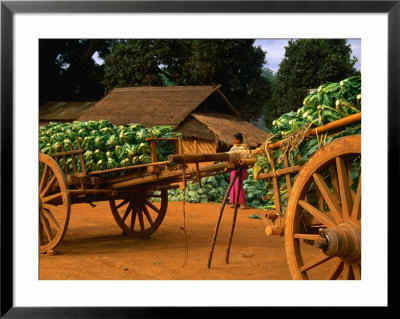 Wooden Carts Loaded Up With Cabbages, Shan State, Myanmar (Burma) by Jerry Alexander Pricing Limited Edition Print image