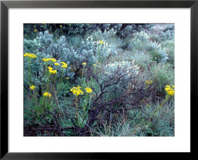 Wildflowers, Sage, And Mesquite In Eastern Washington, Usa by William Sutton Pricing Limited Edition Print image