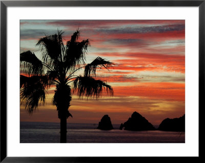 Sunset Palm With Rock Formation, Los Arcos In The Distance, Cabo San Lucas, Baja California, Mexico by Cindy Miller Hopkins Pricing Limited Edition Print image